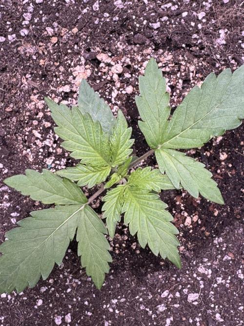 Wild Strawberry F1 Auto Run 2-TasteBudz. Week 2