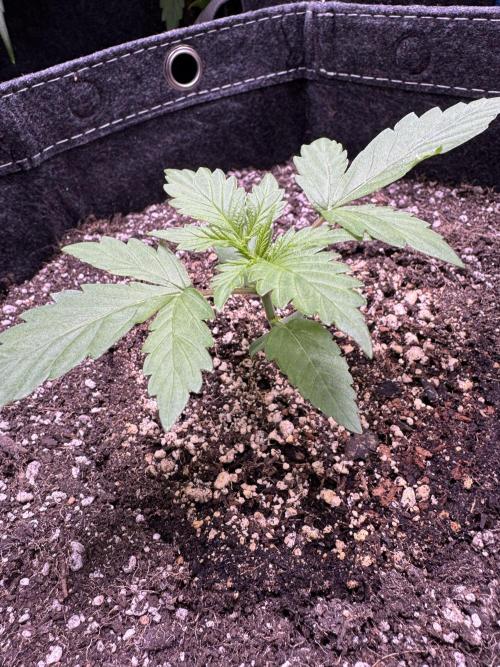 Wild Strawberry F1 Auto Run 2-TasteBudz. Week 2