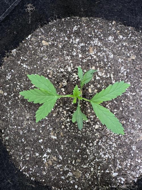 Purple Tangie Auto - Supernatural Seeds. Week 3