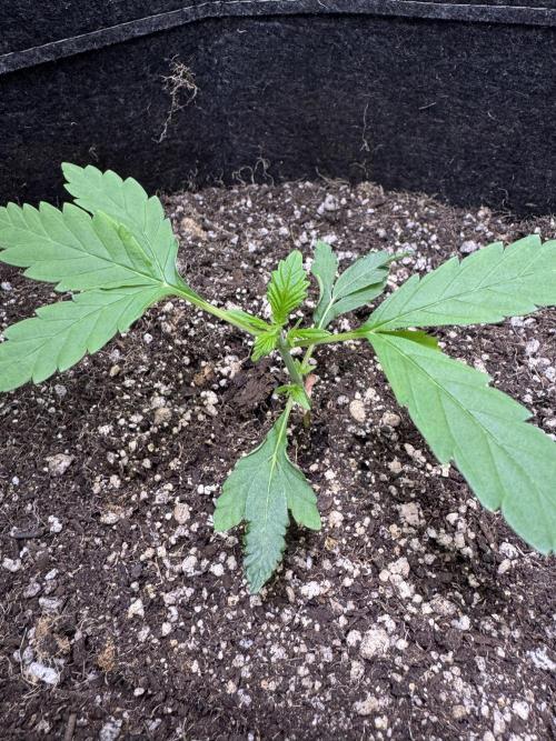 Purple Tangie Auto - Supernatural Seeds. Week 3