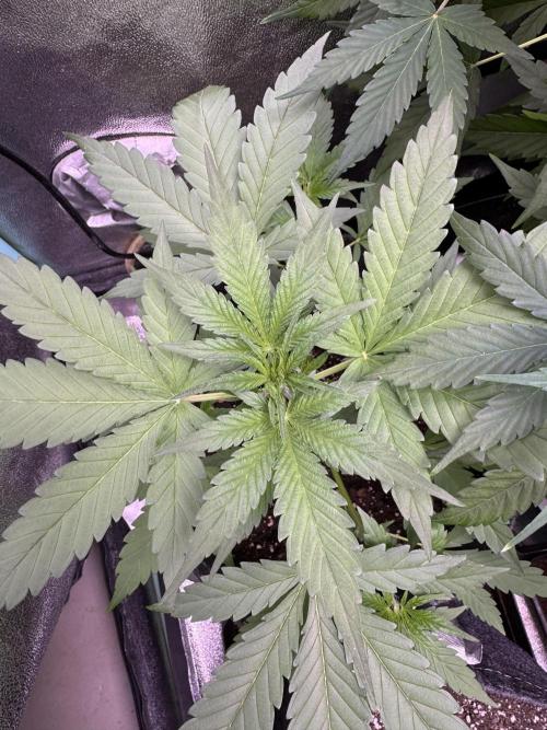 Sour Apple X Strawberry Gorilla Auto. Week 5