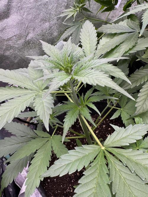 Sour Apple X Strawberry Gorilla Auto. Week 5