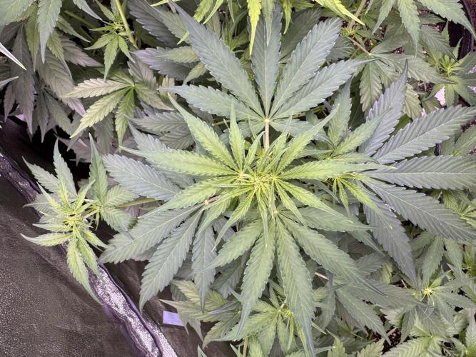 Apple Betty Auto from Herbies Seeds. Week 6