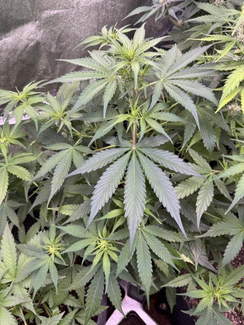 Apple Betty Auto from Herbies Seeds. Week 6