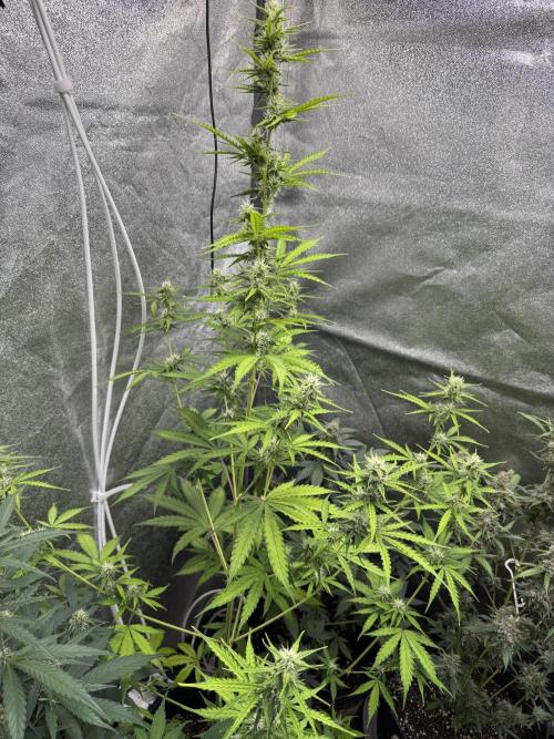 CBD Lemon Auto - Herbies Seeds. Week 8