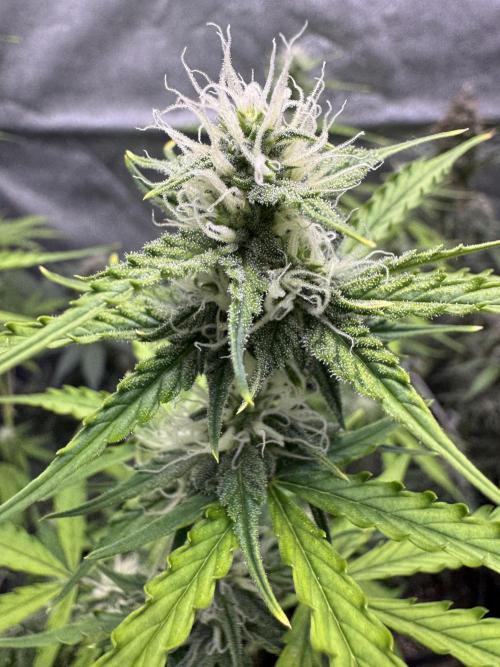 CBD Lemon Auto - Herbies Seeds. Week 8