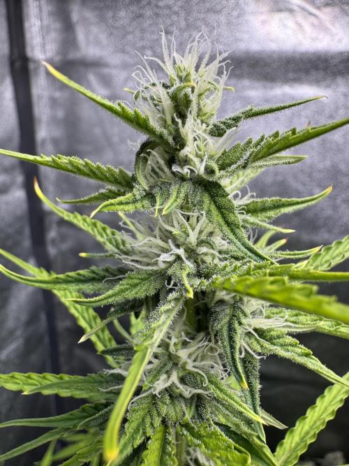 CBD Lemon Auto - Herbies Seeds. Week 8