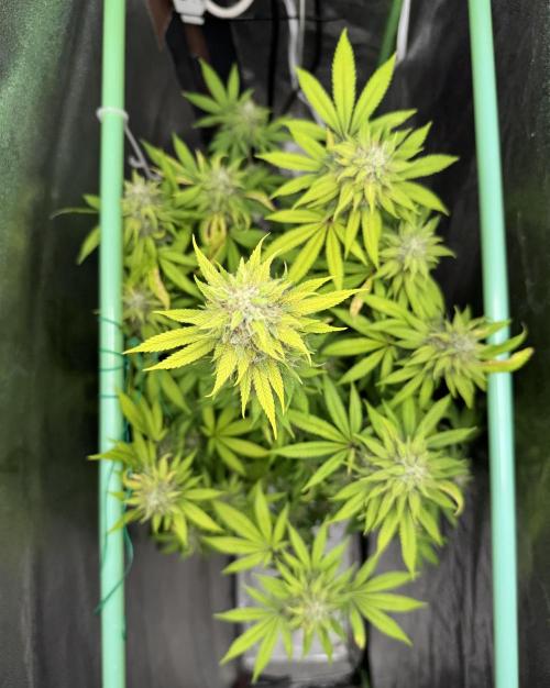 Big Demon by Divine Seeds. Week 18