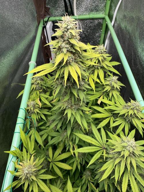 Big Demon by Divine Seeds. Week 18