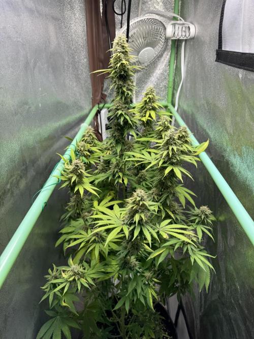 Big Demon by Divine Seeds. Week 18