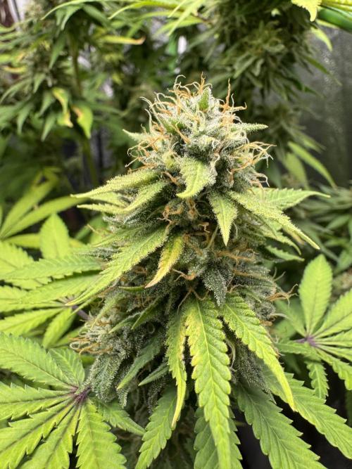 Big Demon by Divine Seeds. Week 18