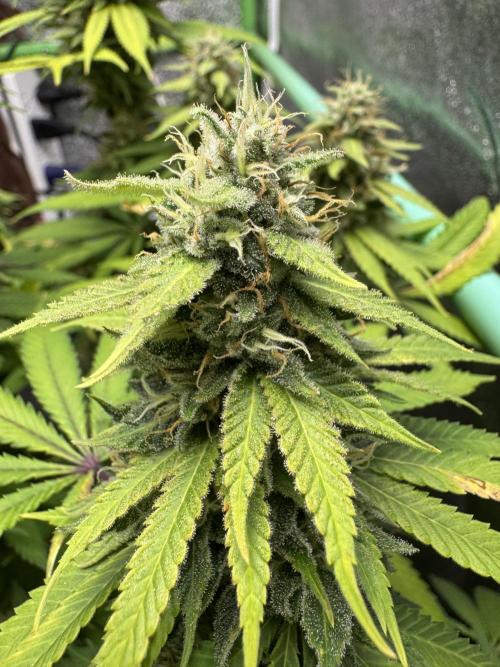 Big Demon by Divine Seeds. Week 18