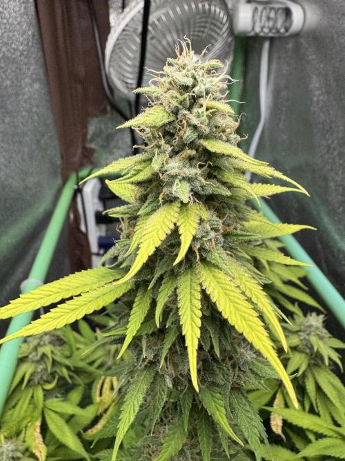 Big Demon by Divine Seeds. Week 18