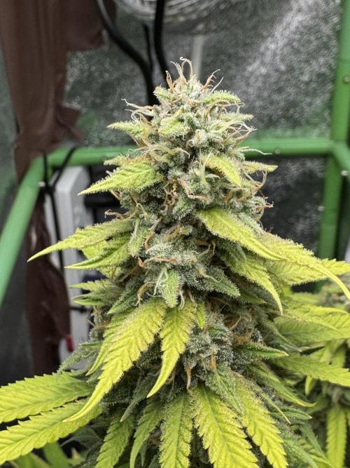 Big Demon by Divine Seeds. Week 18