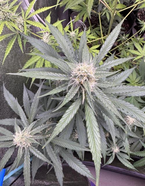 Wurlz F1 Autoflower - Zamnesia Seeds. Week 8