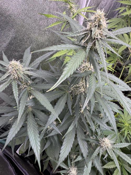 Wurlz F1 Autoflower - Zamnesia Seeds. Week 8