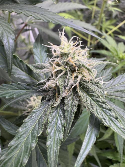 Wurlz F1 Autoflower - Zamnesia Seeds. Week 8