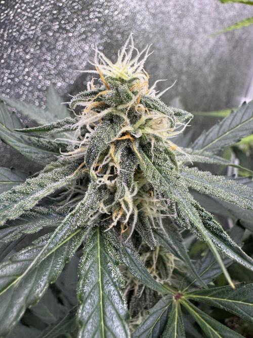 Wurlz F1 Autoflower - Zamnesia Seeds. Week 8