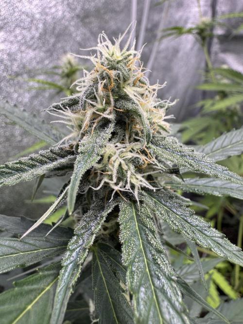 Wurlz F1 Autoflower - Zamnesia Seeds. Week 8