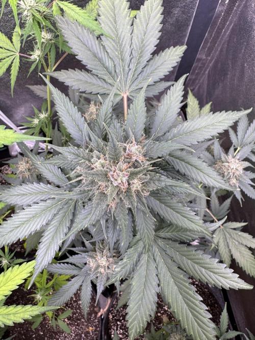 Caramel Auto - FastBuds. Week 10