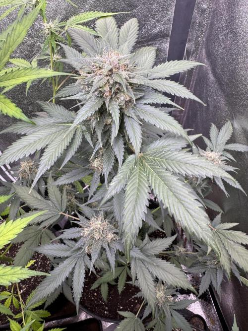 Caramel Auto - FastBuds. Week 10