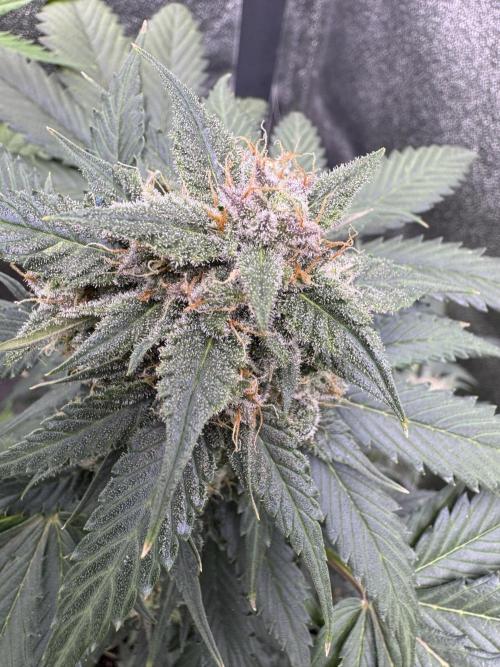 Caramel Auto - FastBuds. Week 10