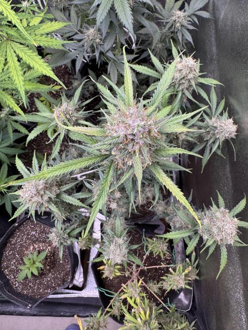 AUTO WHITE WIDOW - Divine Seeds. Week 12