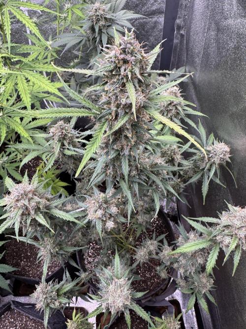 AUTO WHITE WIDOW - Divine Seeds. Week 12