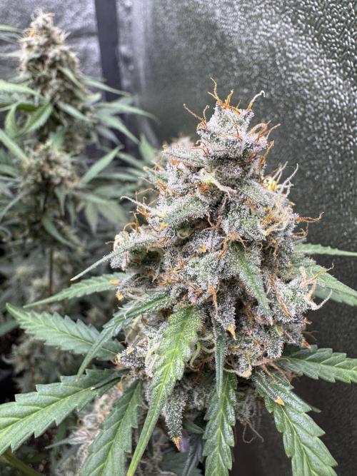 AUTO WHITE WIDOW - Divine Seeds. Week 12