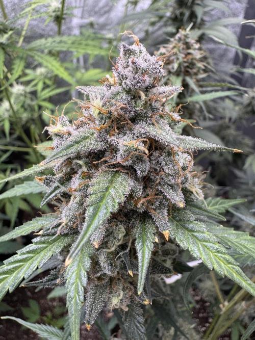 AUTO WHITE WIDOW - Divine Seeds. Week 12