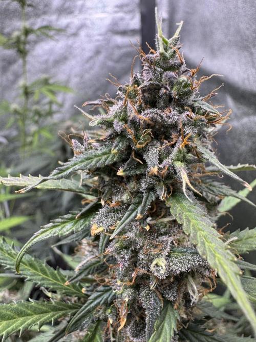 AUTO WHITE WIDOW - Divine Seeds. Week 12