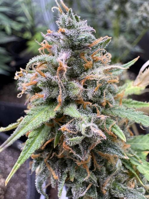 Elephant Berry Auto. Week 14