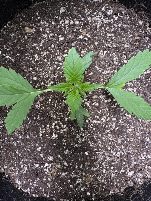 Purple Tangie Auto - Supernatural Seeds. Week 4