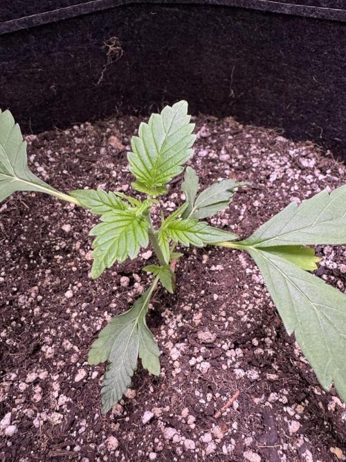 Purple Tangie Auto - Supernatural Seeds. Week 4