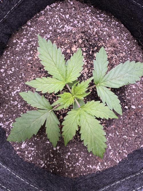 Wild Strawberry F1 Auto Run 2-TasteBudz. Week 2