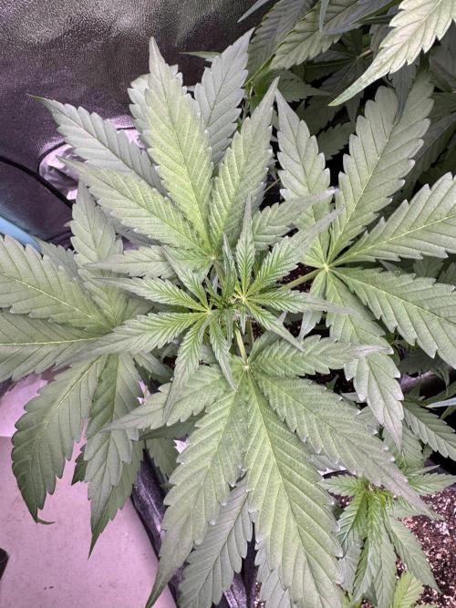 Sour Apple X Strawberry Gorilla Auto. Week 5