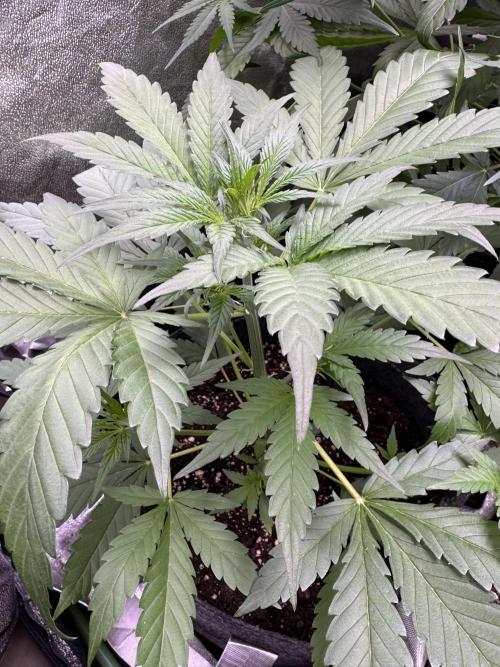 Sour Apple X Strawberry Gorilla Auto. Week 5