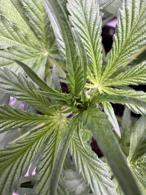 Sour Apple X Strawberry Gorilla Auto. Week 5