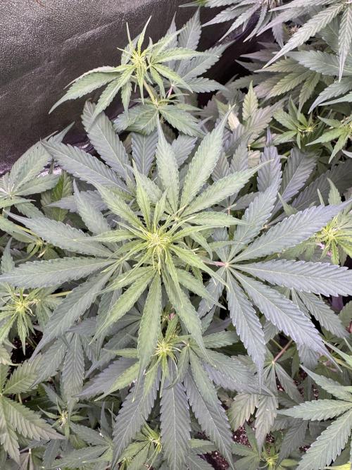 Apple Betty Auto from Herbies Seeds. Week 6