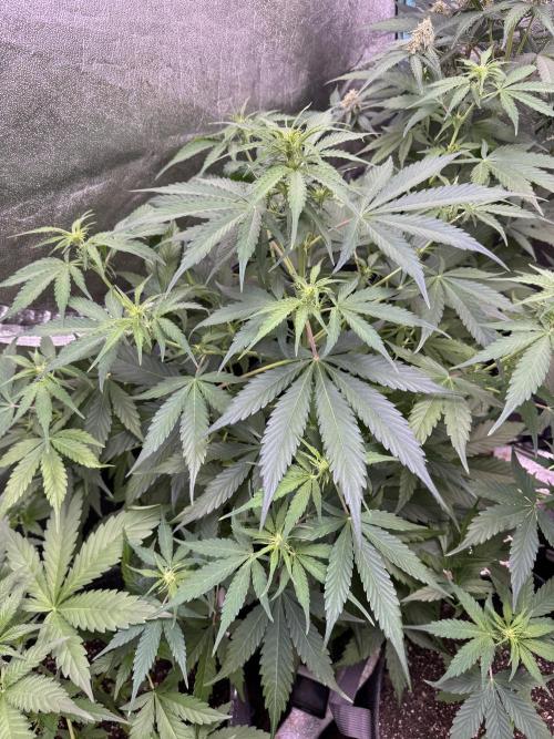 Apple Betty Auto from Herbies Seeds. Week 6