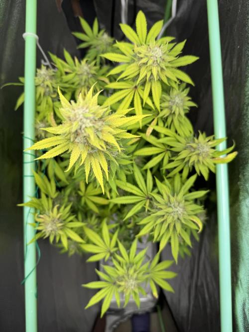 Big Demon by Divine Seeds. Week 18