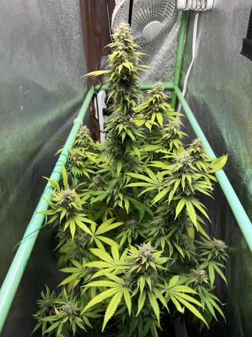 Big Demon by Divine Seeds. Week 18