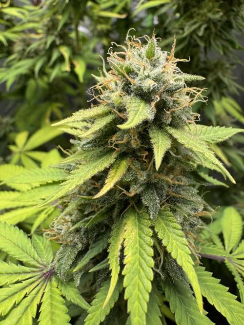 Big Demon by Divine Seeds. Week 18