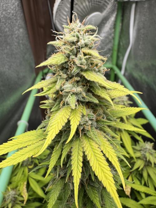 Big Demon by Divine Seeds. Week 18
