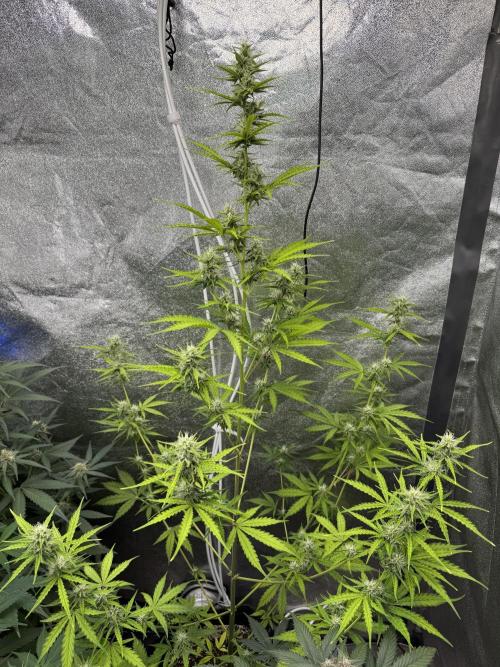 CBD Lemon Auto - Herbies Seeds. Week 8