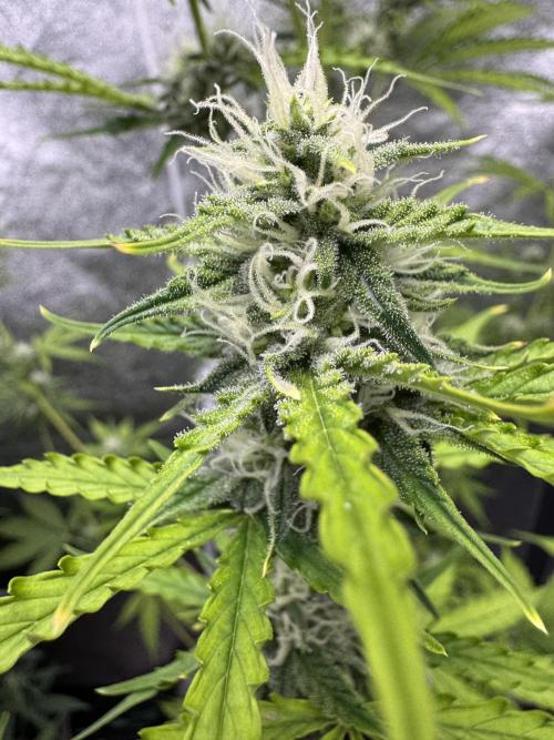 CBD Lemon Auto - Herbies Seeds. Week 8