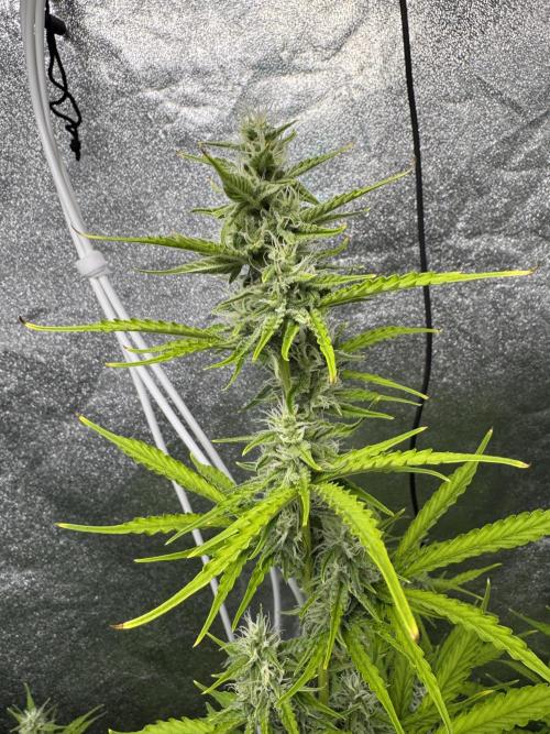 CBD Lemon Auto - Herbies Seeds. Week 8