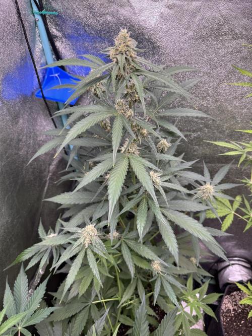 Wurlz F1 Autoflower - Zamnesia Seeds. Week 8