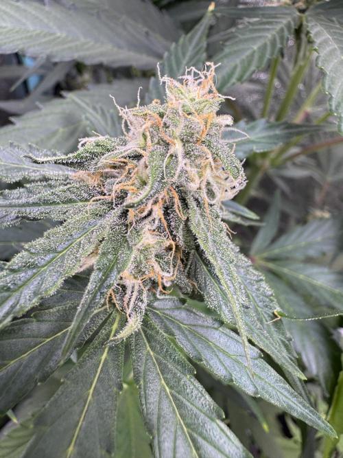 Wurlz F1 Autoflower - Zamnesia Seeds. Week 8