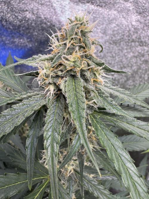 Wurlz F1 Autoflower - Zamnesia Seeds. Week 8